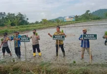 Musim Tanam Kedua, Petani di Konawe Keluhkan Harga Gabah Anjlok dan Pupuk Langka Musim Tanam Kedua, Petani di Konawe Keluhkan Harga Gabah Anjlok dan Pupuk Langka