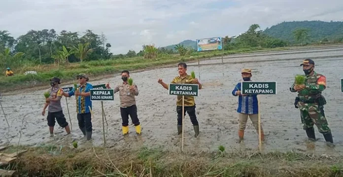 Musim Tanam Kedua, Petani di Konawe Keluhkan Harga Gabah Anjlok dan Pupuk Langka