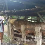 Sapi Kurban Presiden untuk Sultra Telah Siap, Harganya Rp110 Juta Sapi Kurban Presiden untuk Sultra Telah Siap, Harganya Rp110 Juta