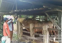 Sapi Kurban Presiden untuk Sultra Telah Siap, Harganya Rp110 Juta Sapi Kurban Presiden untuk Sultra Telah Siap, Harganya Rp110 Juta