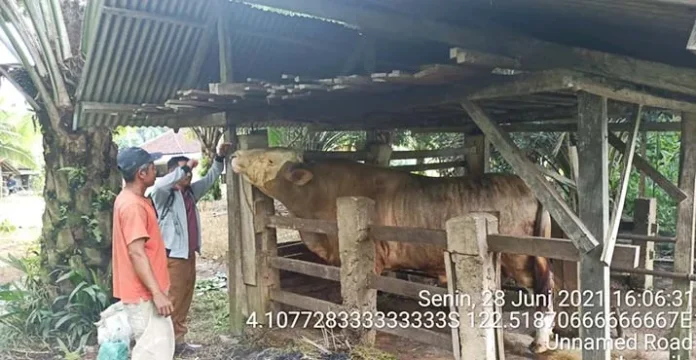 Sapi Kurban Presiden untuk Sultra Telah Siap, Harganya Rp110 Juta