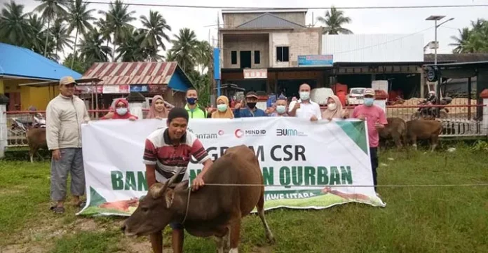 ANTAM UBPN Konut Salurkan 11 Ekor Sapi Qurban