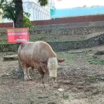 Mengenal Ipin, Sapi Kurban Jokowi untuk Warga Sultra Mengenal Ipin, Sapi Kurban Jokowi untuk Warga Sultra