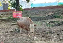 Mengenal Ipin, Sapi Kurban Jokowi untuk Warga Sultra Mengenal Ipin, Sapi Kurban Jokowi untuk Warga Sultra