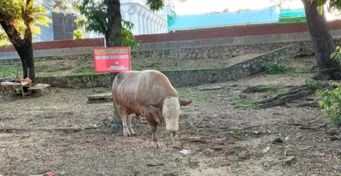 Mengenal Ipin, Sapi Kurban Jokowi untuk Warga Sultra