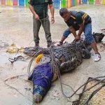 Warga Bombana Temukan Buaya 3,9 Meter di Saluran Irigasi Warga Bombana Temukan Buaya 3,9 Meter di Saluran Irigasi