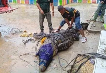 Warga Bombana Temukan Buaya 3,9 Meter di Saluran Irigasi Warga Bombana Temukan Buaya 3,9 Meter di Saluran Irigasi
