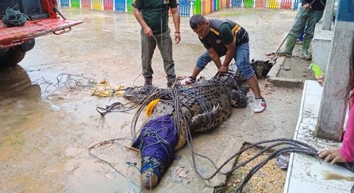 Warga Bombana Temukan Buaya 3,9 Meter di Saluran Irigasi