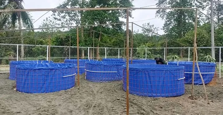 Satgas TMMD ke-111 Kodim 1412 Kolaka Budidaya Bioflok Ikan Nila