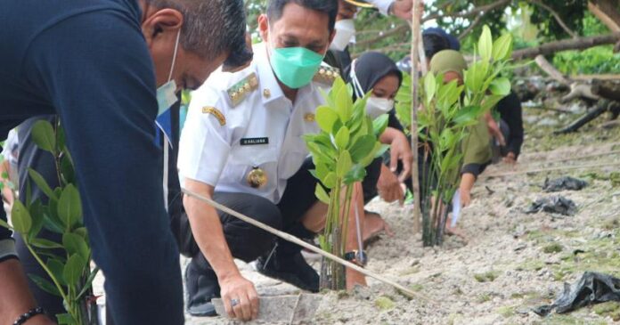 Hari Mangrove Sedunia, BTNW Bersama Bupati Wakatobi Tanam 2.021 Bibit Mangrove