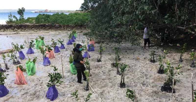 Hari Mangrove Sedunia, BTNW Bersama Bupati Wakatobi Tanam 2.021 Bibit Mangrove 