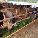 Rakas Farm Jual Sapi Kurban Berkualitas di Kendari Rakas Farm Jual Sapi Kurban Berkualitas di Kendari