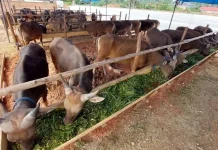 Rakas Farm Jual Sapi Kurban Berkualitas di Kendari Rakas Farm Jual Sapi Kurban Berkualitas di Kendari