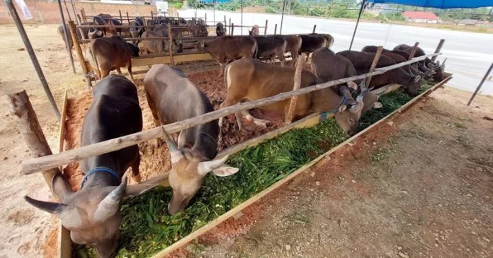 Rakas Farm Jual Sapi Kurban Berkualitas di Kendari Rakas Farm Jual Sapi Kurban Berkualitas di Kendari