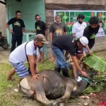 Gerindra Sultra dan ASR Bagi-bagi 150 Paket Daging Kurban di Bombana Gerindra Sultra dan ASR Bagi-bagi 150 Paket Daging Kurban di Bombana