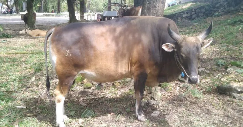 Sapi Kurban Jokowi dan Ali Mazi Dipotong di Masjid Agung Kendari