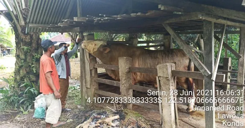 Sapi Kurban Jokowi dan Ali Mazi Dipotong di Masjid Agung Kendari