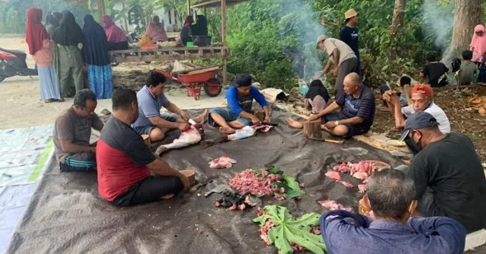 LDII Kurban 47 Ekor Sapi dan 13 Ekor Kambing di Wakatobi
