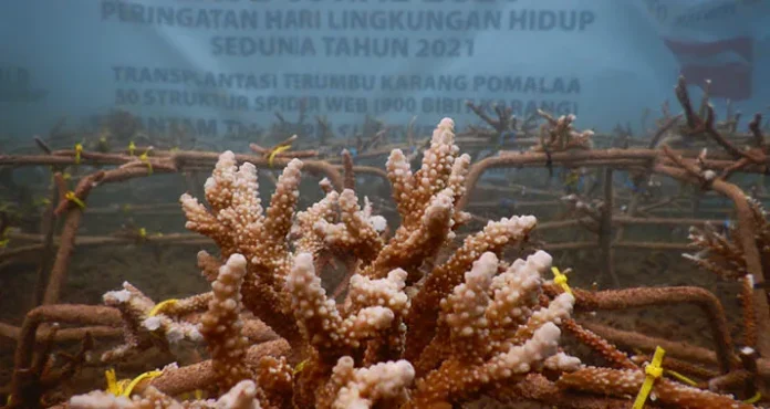 ANTAM Gelar Bakti Sosial Bertajuk Restorasi Ekosistem Laut di Kolaka dan Konut