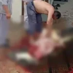 Manajemen PT OSS Minta Maaf Soal TKA Cina yang Kuliti Buaya TKA Cina di Konawe yang Menguliti Buaya Terancam 5 Tahun Penjara