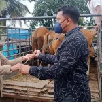 5 Ekor Sapi Pemberian Bupati Konawe Tiba di Rumah Apriani 5 Ekor Sapi Pemberian Bupati Konawe Tiba di Rumah Apriani