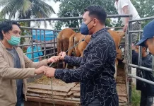 5 Ekor Sapi Pemberian Bupati Konawe Tiba di Rumah Apriani 5 Ekor Sapi Pemberian Bupati Konawe Tiba di Rumah Apriani