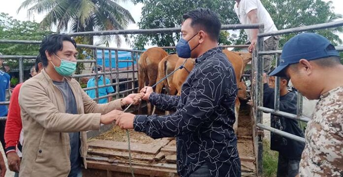 5 Ekor Sapi Pemberian Bupati Konawe Tiba di Rumah Apriani