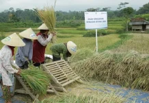 BRI Salurkan Rp161 Triliun Kredit Mikro ke Sektor Pertanian BRI Salurkan Rp161 Triliun Kredit Mikro ke Sektor Pertanian