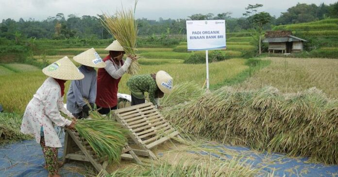 BRI Salurkan Rp161 Triliun Kredit Mikro ke Sektor Pertanian