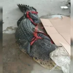 TKA China di Konawe Olah Buaya Jadi Santapan TKA China di Konawe Olah Buaya Jadi Santapan