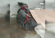 TKA China di Konawe Olah Buaya Jadi Santapan TKA China di Konawe Olah Buaya Jadi Santapan