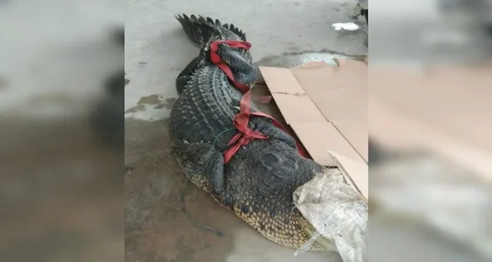 TKA China di Konawe Olah Buaya Jadi Santapan