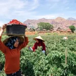 BRI: Vaksinasi dan Penerapan Prokes Dinilai Kunci Kebangkitan UMKM Ilustrasi umkm