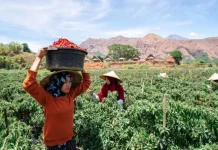 BRI: Vaksinasi dan Penerapan Prokes Dinilai Kunci Kebangkitan UMKM Ilustrasi umkm