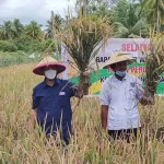 Bupati Wakatobi Panen Padi Perdana Sekaligus Beri Bantuan Mesin Bupati Wakatobi Panen Padi Perdana Sekaligus Beri Bantuan Mesin