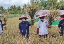 Bupati Wakatobi Panen Padi Perdana Sekaligus Beri Bantuan Mesin Bupati Wakatobi Panen Padi Perdana Sekaligus Beri Bantuan Mesin
