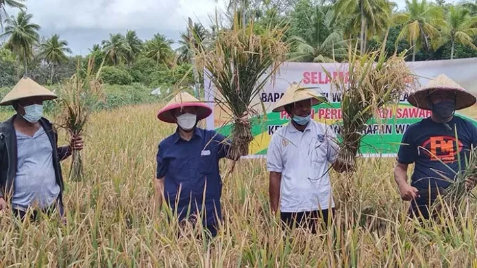 Bupati Wakatobi Panen Padi Perdana Sekaligus Beri Bantuan Mesin
