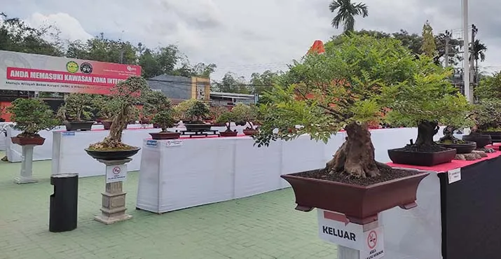 Kontes Bonsai Tingkat Sultra Tampilkan 260 Pohon