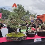 Kontes Bonsai Tingkat Sultra Tampilkan 260 Pohon Kontes Bonsai Tingkat Sultra Tampilkan 260 Pohon