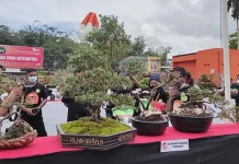 Kontes Bonsai Tingkat Sultra Tampilkan 260 Pohon Kontes Bonsai Tingkat Sultra Tampilkan 260 Pohon