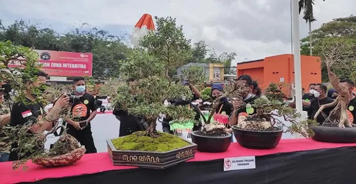 Kontes Bonsai Tingkat Sultra Tampilkan 260 Pohon