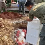 Penyelundupan 100 Kg Daging Rusa di Baubau Berhasil Digagalkan Penyelundupan 100 Kg Daging Rusa di Baubau Berhasil Digagalkan