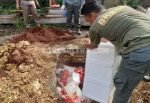 Penyelundupan 100 Kg Daging Rusa di Baubau Berhasil Digagalkan Penyelundupan 100 Kg Daging Rusa di Baubau Berhasil Digagalkan