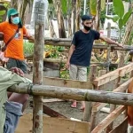 Kolaka Utara Jalankan Program Kawin Suntik Sapi Kolaka Utara Jalankan Program Kawin Suntik Sapi