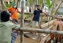 Kolaka Utara Jalankan Program Kawin Suntik Sapi Kolaka Utara Jalankan Program Kawin Suntik Sapi