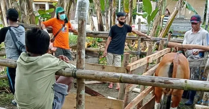 Kolaka Utara Jalankan Program Kawin Suntik Sapi