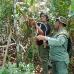 BKSDA Sultra Musnahkan Jerat Anoa Hingga Rusa di Wilayah Konservasi BKSDA Sultra Musnahkan Jerat Anoa Hingga Rusa di Wilayah Konservasi