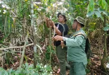 BKSDA Sultra Musnahkan Jerat Anoa Hingga Rusa di Wilayah Konservasi BKSDA Sultra Musnahkan Jerat Anoa Hingga Rusa di Wilayah Konservasi