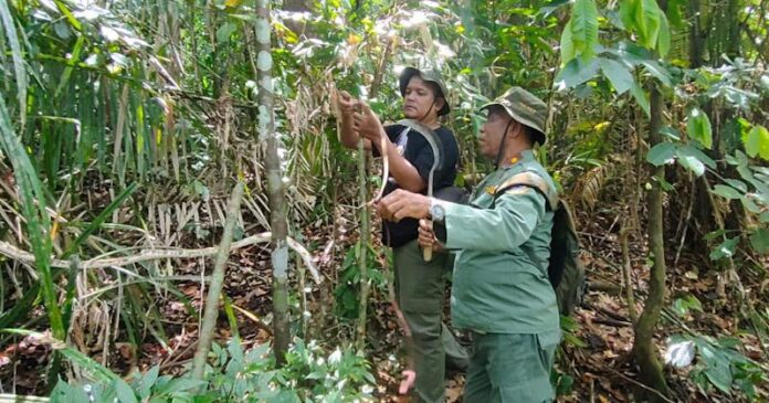 BKSDA Sultra Musnahkan Jerat Anoa Hingga Rusa di Wilayah Konservasi