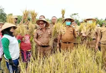Muna Barat Panen Raya 20 Hektare Padi Muna Barat Panen Raya 20 Hektare Padi